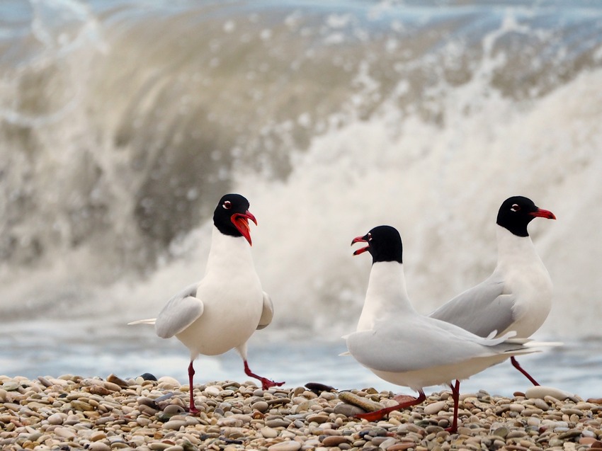 Gabbiano corallino (Larus melanocephalus)